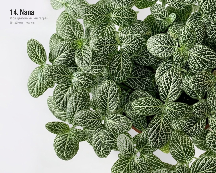 Фиттония нана