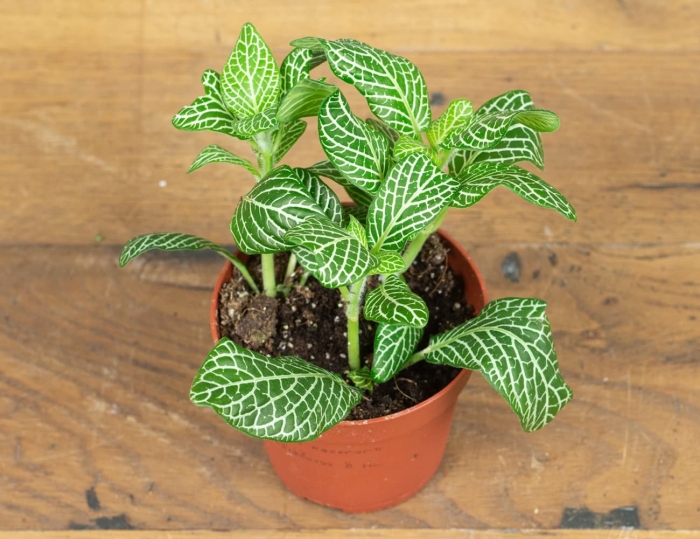 Фиттония бамбино цветок