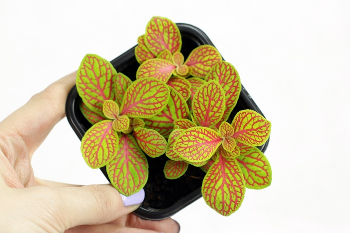 Фиттония skeleton