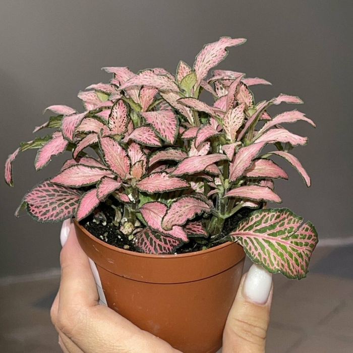 Фиттония пинк форест