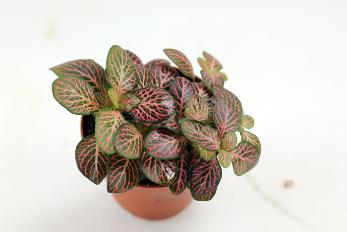 Фиттония пинк анна