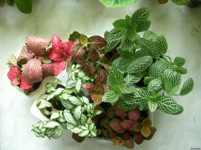 Фиттония растение