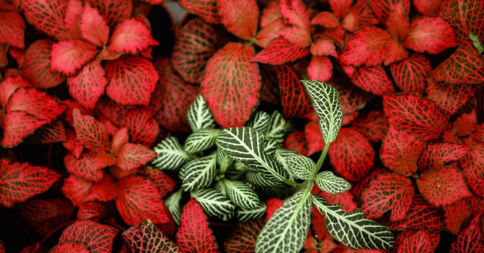 Фиттония комнатные растения