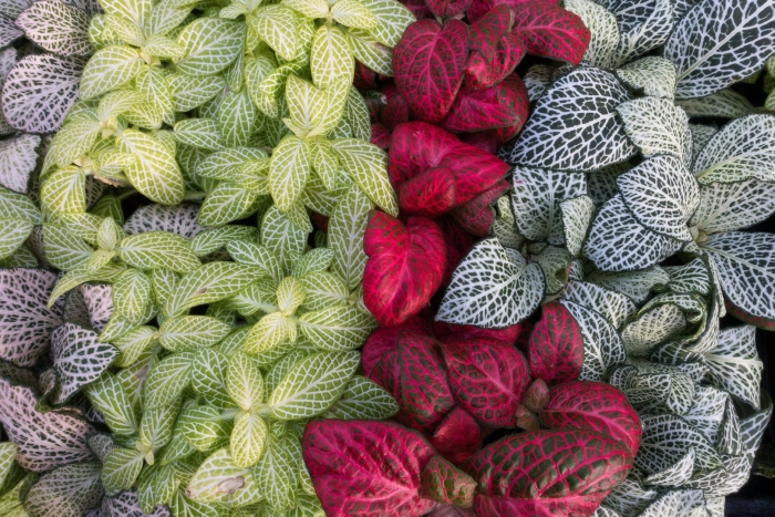 Фиттония вершаффельта