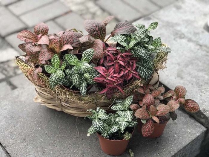 Фиттония микс цветок