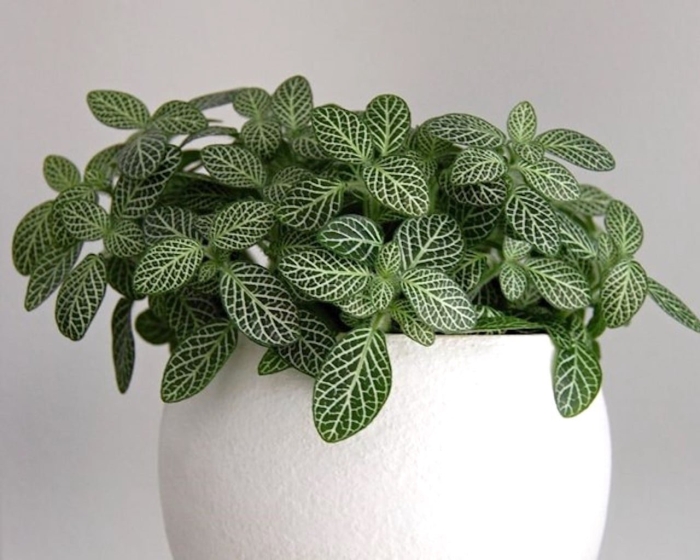 Фиттония бамбино