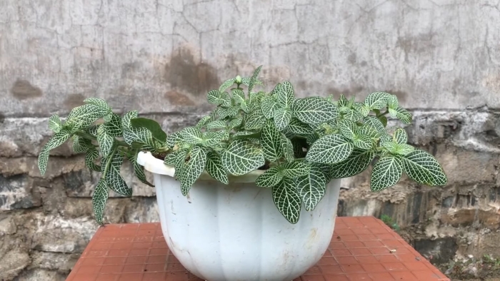 Фиттония бамбино размножение