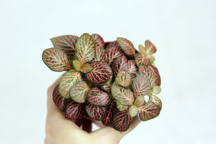 Фиттония джосан