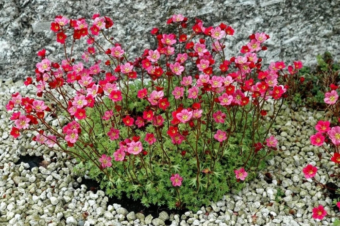 Камнеломка арендса флорал карпет