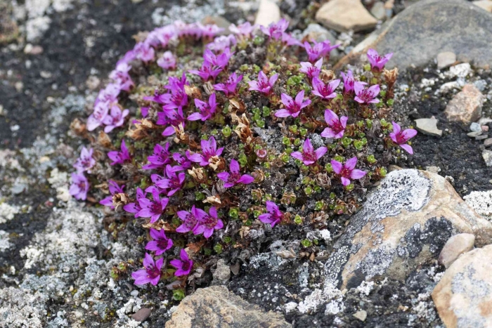 Saxifraga oppositifolia
