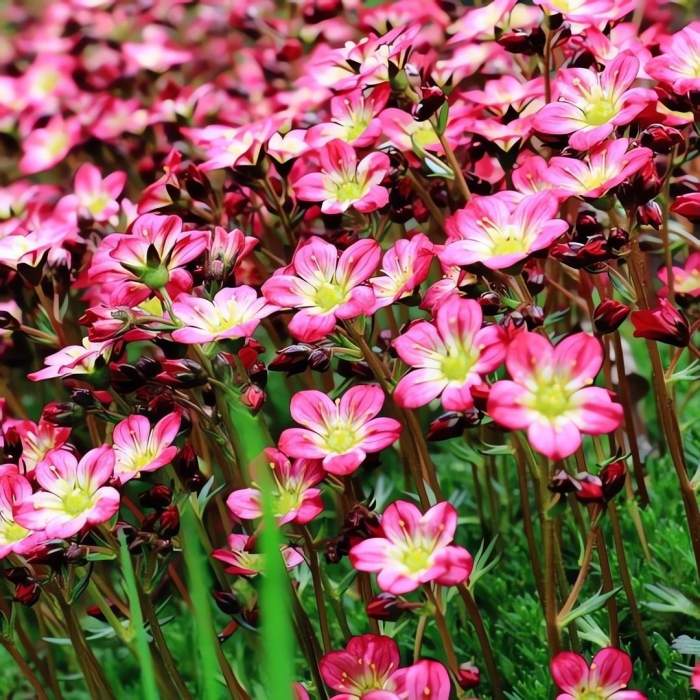 Камнеломка арендса rosea