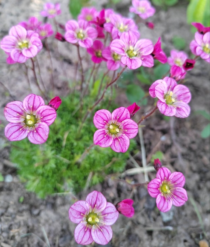 Камнеломка арендса розеа