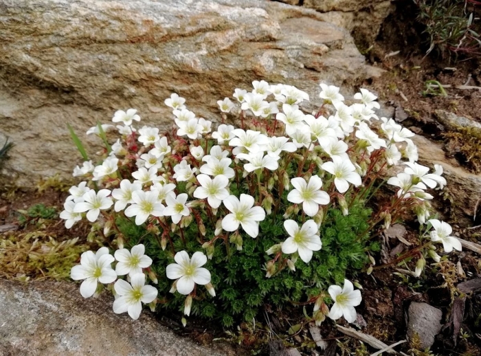 Камнеломка арендса schneeteppich