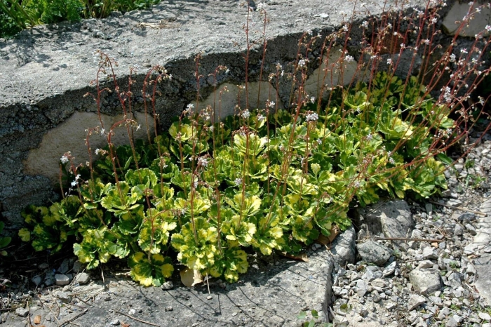 Камнеломка теневая вариегата