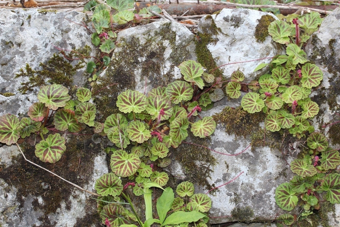 Камнеломка saxifraga stolonifera