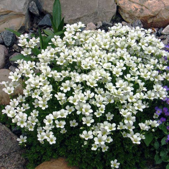 Камнеломка арендса белая