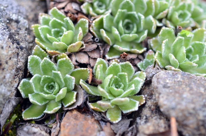 Saxifraga paniculata