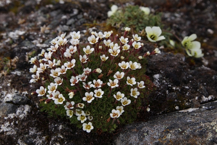 Растение камнеломка