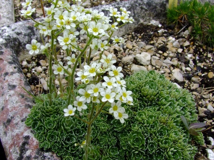 Камнеломка метельчатая saxifraga paniculata