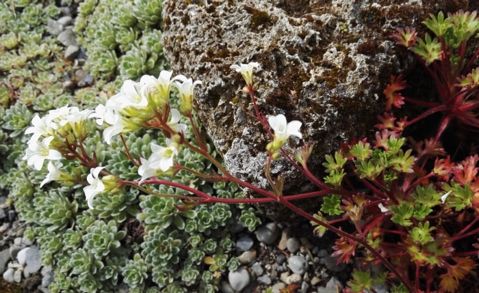 Saxifraga ben nevis