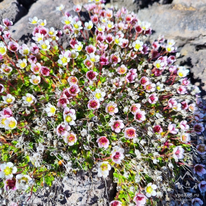 Камнеломка арктических пустынь