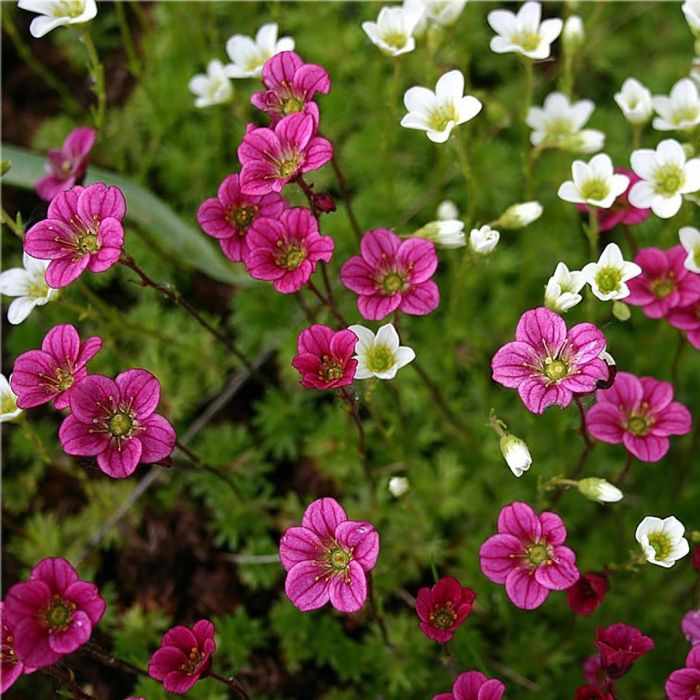 Камнеломка моховая арендса.