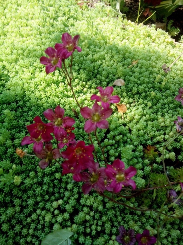 Камнеломка цветок садовый