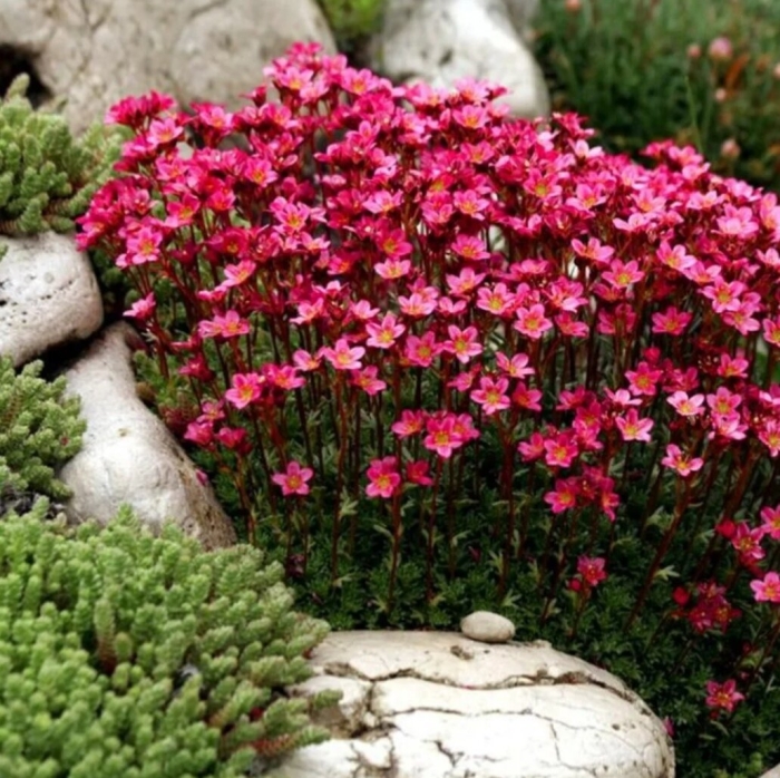 Камнеломка арендса флорал карпет