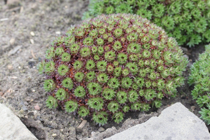 Камнеломка пурпурная мантия