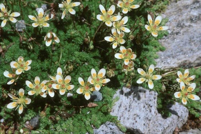 Saxifraga hirculus l.