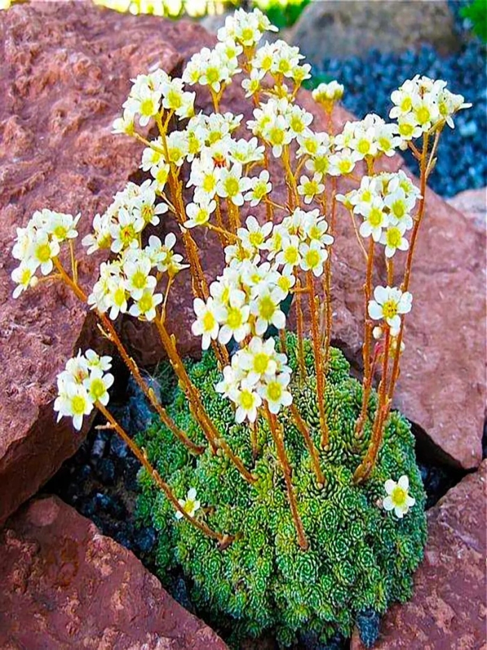Камнеломка метельчатая saxifraga