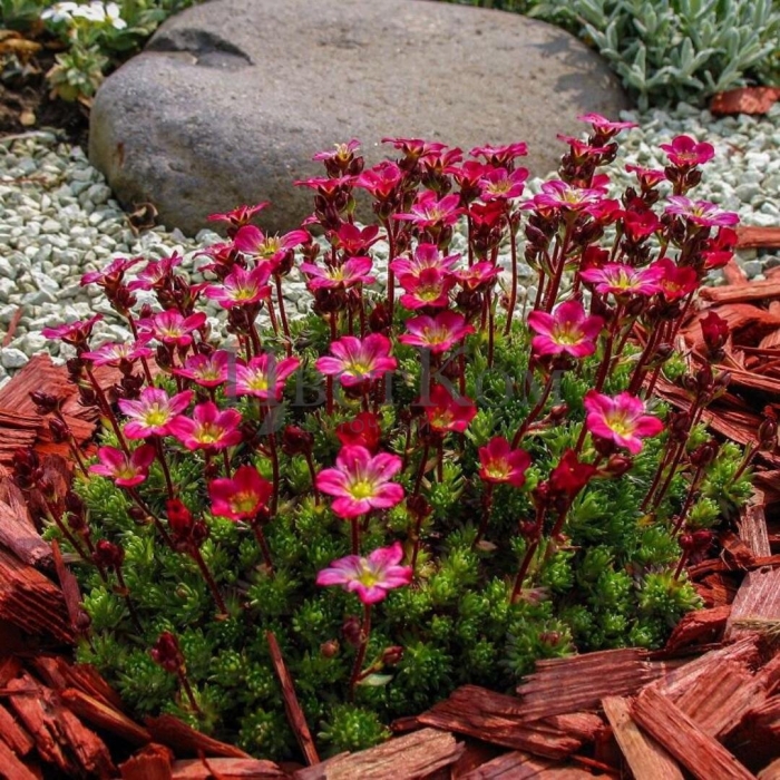 Камнеломка пурпурная мантия