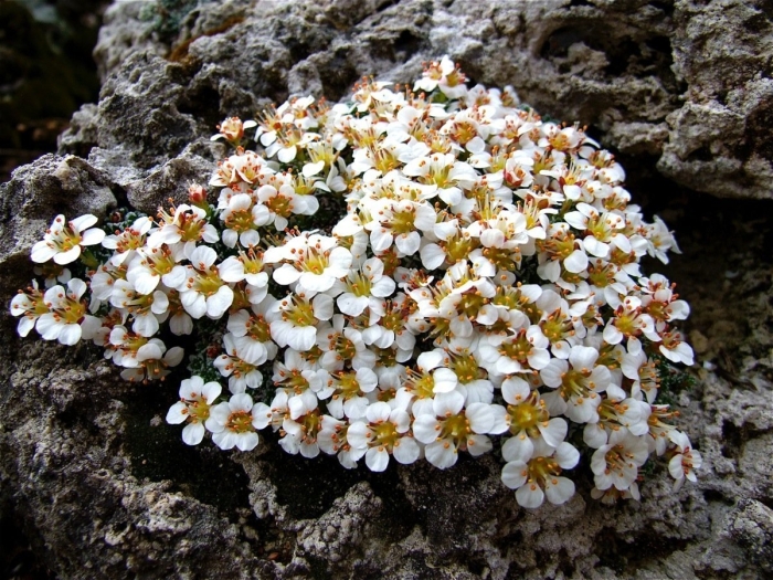 Саксифрага сарментоза камнеломка