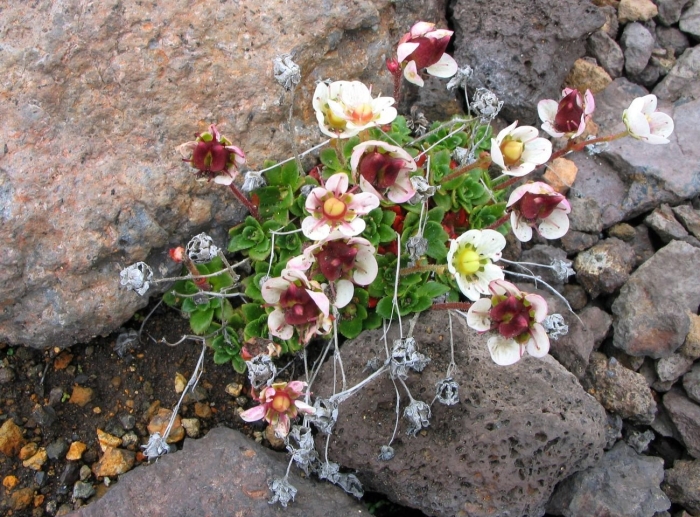 Potentilla clusiana