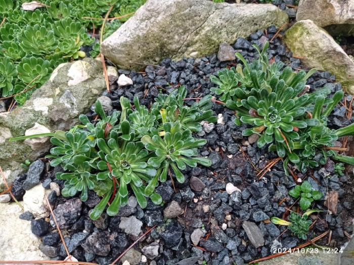 Камнеломка котиледон