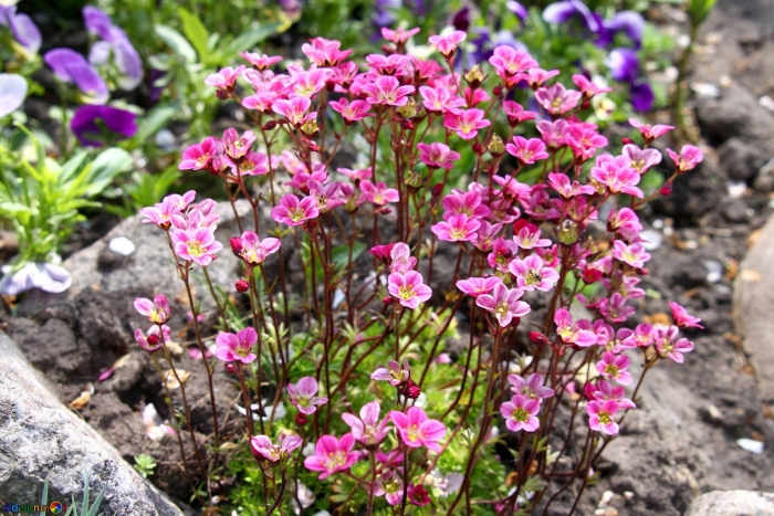 Камнеломка дернистая