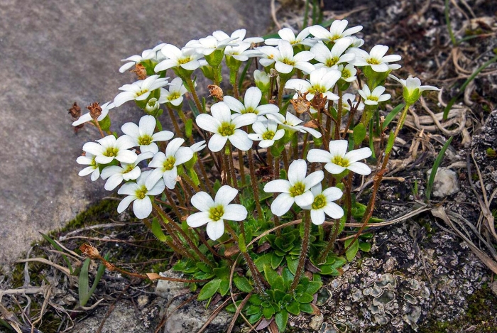 Цветок камнеломка