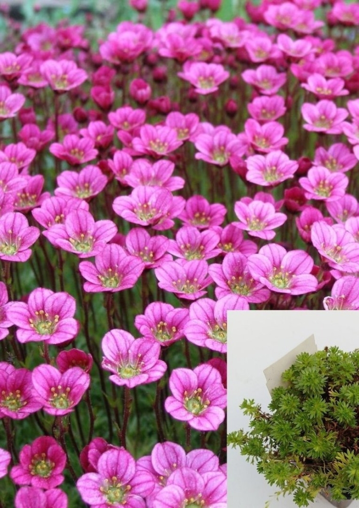 Камнеломка арендса