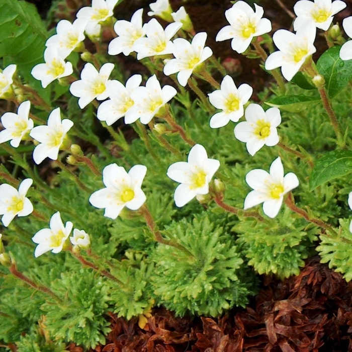 Камнеломка уайт стар