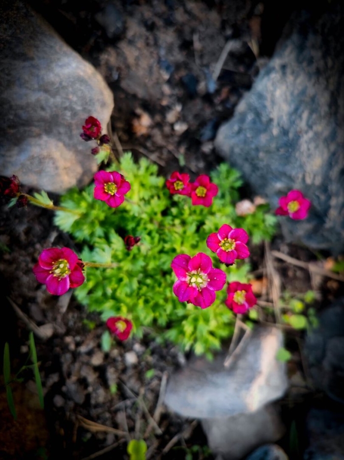 Камнеломка моховидная