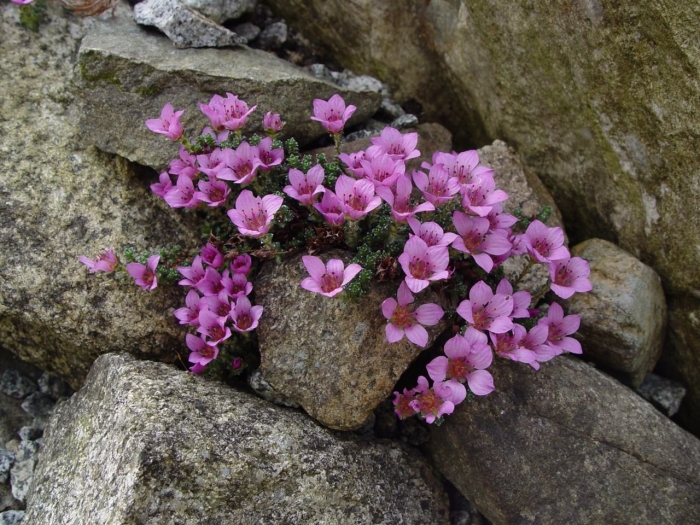 Камнеломка супротивнолистная (saxifraga oppositifolia)