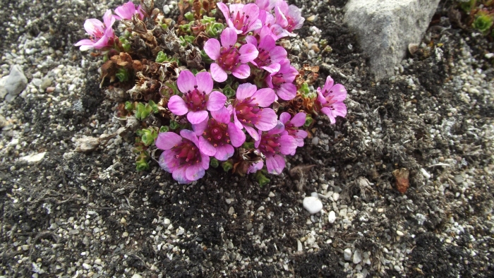 Saxifraga morpheus