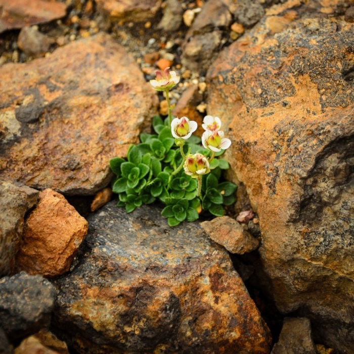Камнеломка метельчатая балканская.