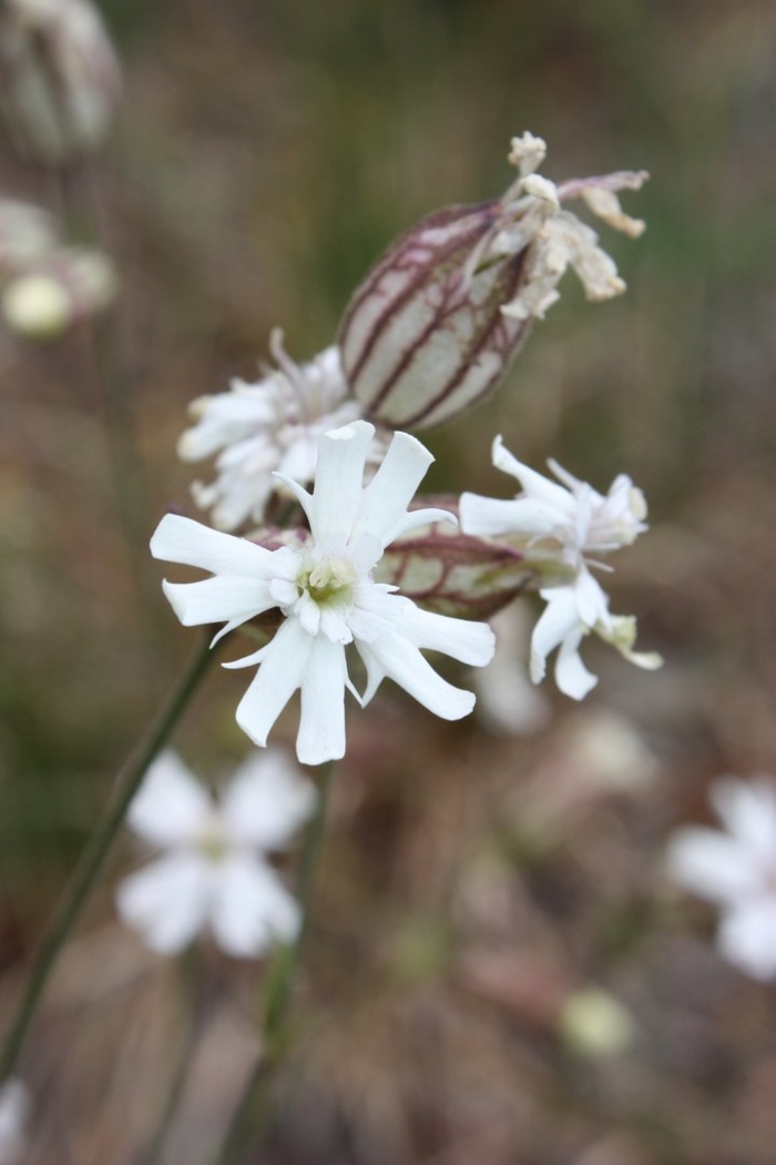 Silene latifolia
