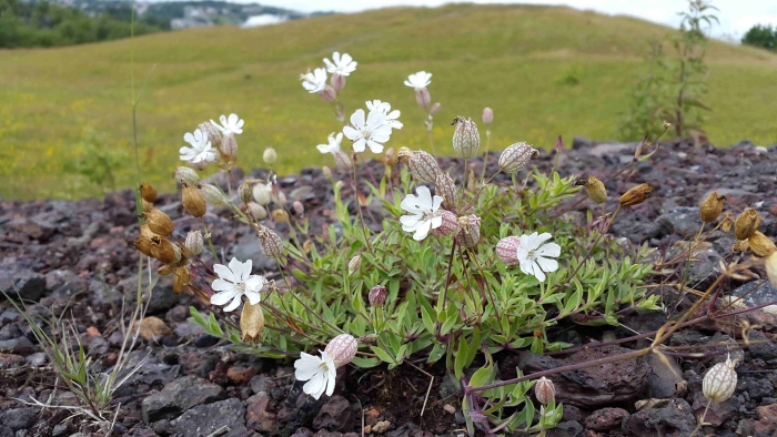 Смолевка гвоздичные