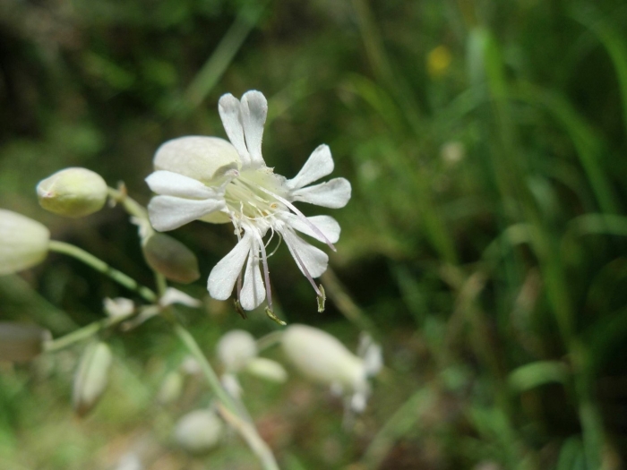Silene vulgaris