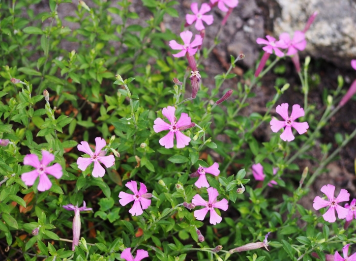 Смолевка шафта