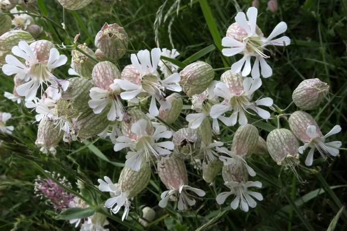 Silene vulgaris смолевка обыкновенная