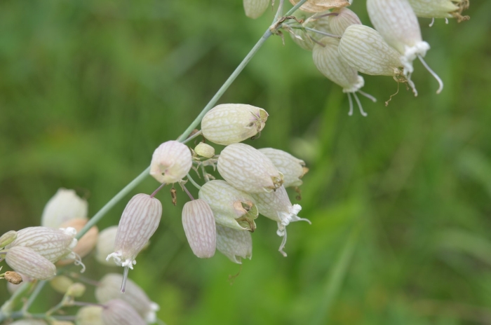 Silene vulgaris смолевка обыкновенная