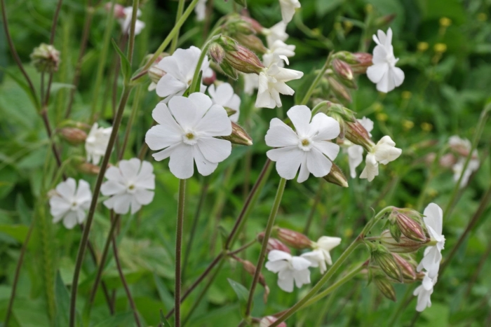 Silene vulgaris смолевка обыкновенная